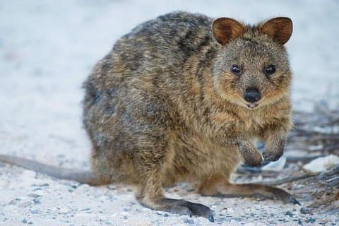 Excursion d'une journée à Bayseeker sur l'île Rottnest au départ de Perth