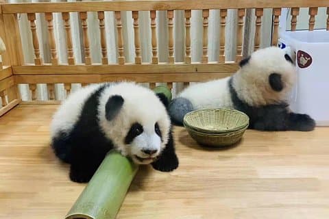 Halve dagtrip naar Chengdu Giant Panda Base