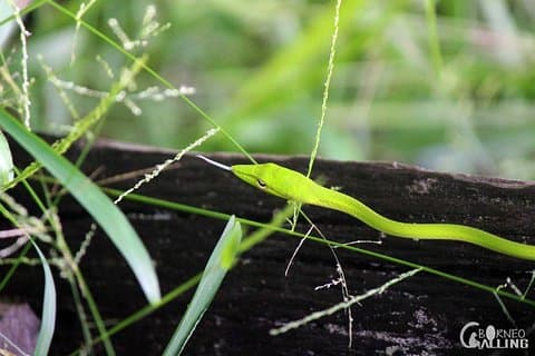 Viagem diurna ao cruzeiro pelo rio Kinabatangan em Bornéu