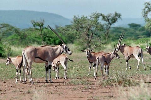 Awash National Park 2days 1night