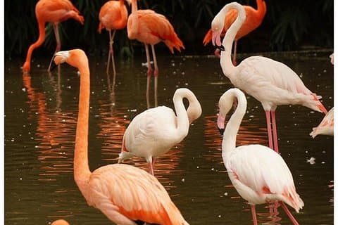 5 giorni in Kenya Wildlife Safari Holiday