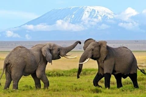 3 Days 2 Nights Amboseli Safari