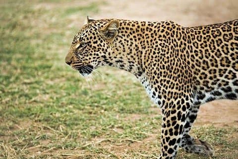 9 dager, 8 netter budsjett Kenya og Tanzania safari