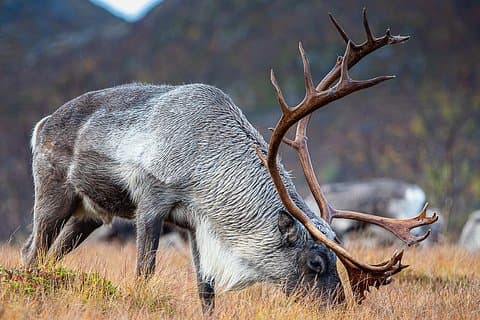 Arctic Nature Tour from Tromsø by minibus