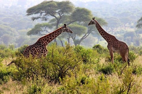 Tagestour Safari Arusha Nationalpark