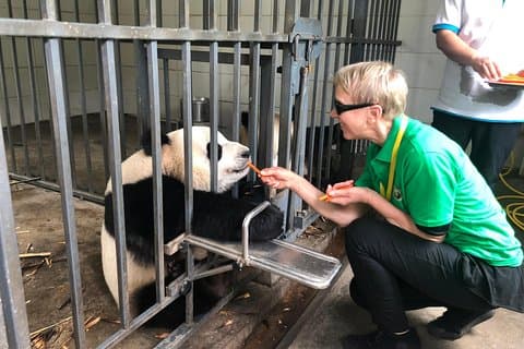Dujiangyan Panda Base frivillig opplevelse tur