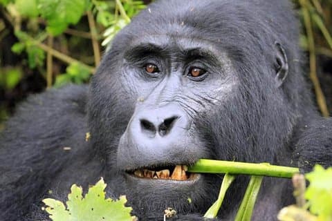 6 Tage Gorilla & Chimpanzee Safari in Uganda