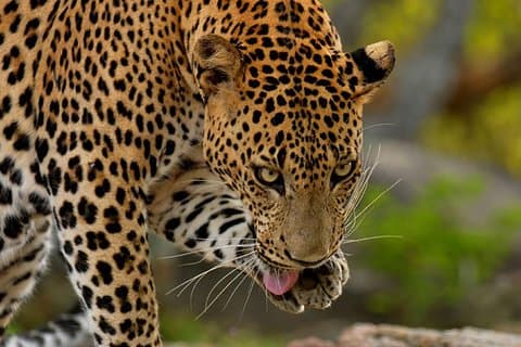 Wesentliche 10 Tage Sri Lanka