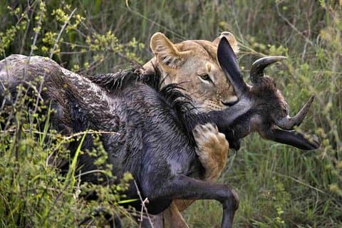 7 giorni eccezionali Kenya e Tanzania Safari