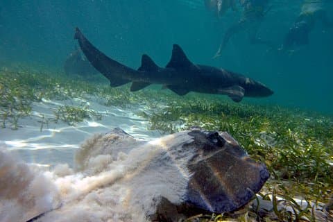 Marinarium Snorkelcruise vanuit Bayahibe