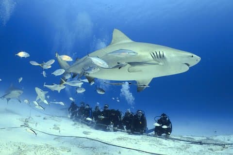 Bull Shark Extreme - 1タンク/認定ダイバーのみ