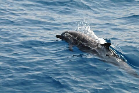 Soluppgång delfin tittar upplevelse och Bar Reef snorkling - Kalpitiya