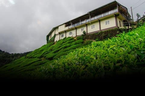 Visite de l'usine de thé à Galle (Pitigala)