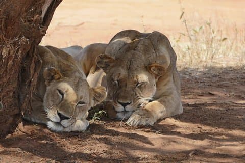 4days masai mara - Lake nakuru 4x4 land cruiser jeep safari