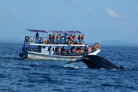 Crociera su misura per l'osservazione delle balene per ammirare i giganti pinnati: Mirissa