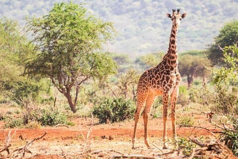 Prisbillig kort Tanzania Safari (2-dages camping safari)