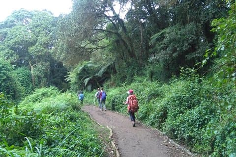 Book dagsvandring i Rau Forest Reserve, nær Moshi Town i Tanzania