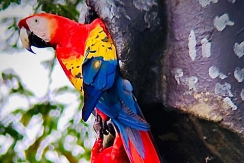 Puntarenas sightseeingtur
