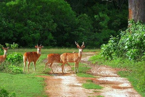 Yala Safari & Bundala Bird Watching Safari (All Inclusive) Fra Mirissa