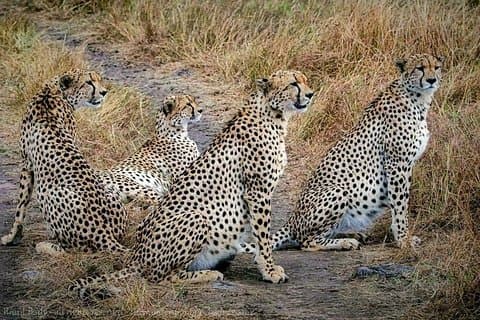 タランギーレ国立公園での1日タンザニア野生動物サファリ