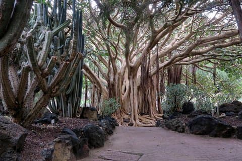 Las Palmas, giardino botanico e tour del cratere di Bandama - Gran Canaria