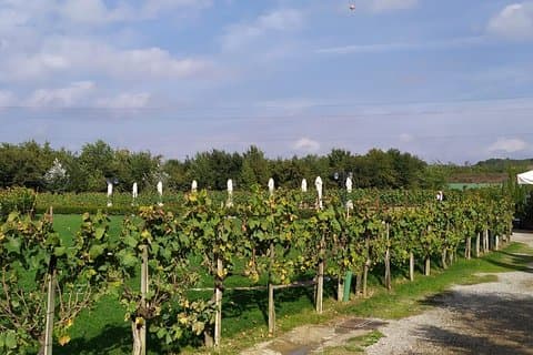Siena en San Gimignano vanuit Rome : wijnproeverij in Toscane