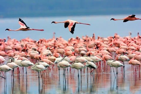 Viagem de um dia ao Lago Nakuru de Nairobi