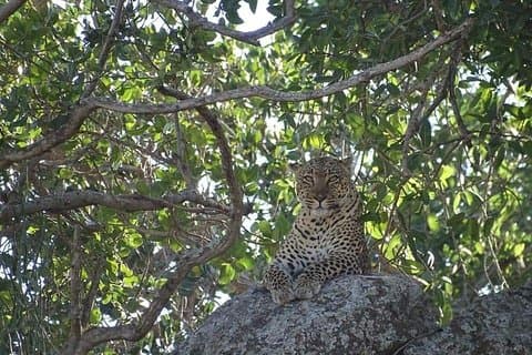 4-dages safari fra Arusha: Tarangire, Serengeti og Ngorongoro
