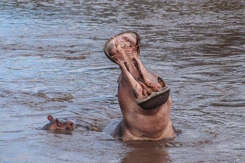 3-tägige Safari von Arusha: Serengeti und Ngorongoro