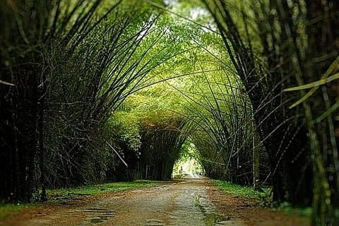 Lancetilla Botanisk Have Fra San Pedro Sula