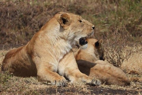 3-dages safari til Serengeti National Park