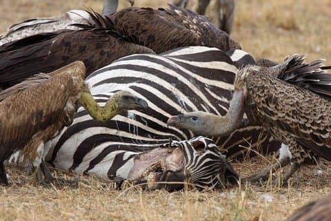 4-daagse Serengeti en Ngorongoro krater