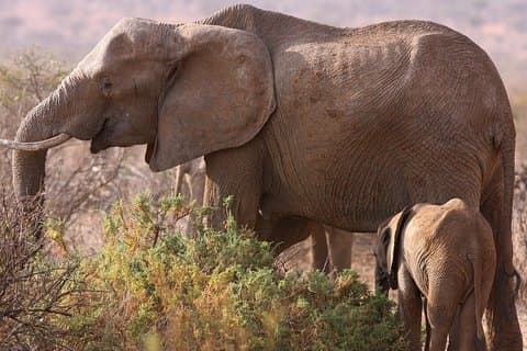 Safari de 5 jours à Tarangire Serengeti et au cratère de Ngorongoro