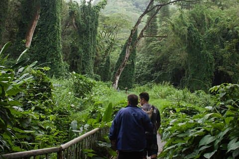 Oahu: Manoa Falls Rainforest caminhada guiada