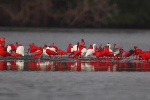 Day Trip to Pitch Lake Caroni Swamp in Trinidad from Tobago