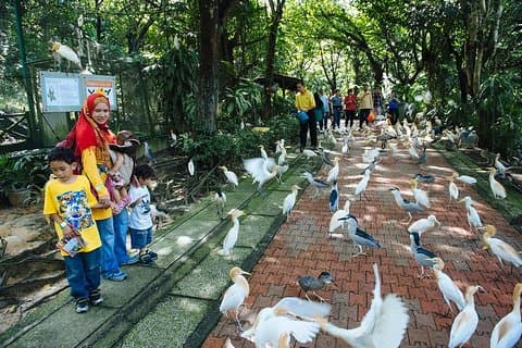 Kuala Lumpur fuglepark og sommerfuglfarmstur inkluderer billetter