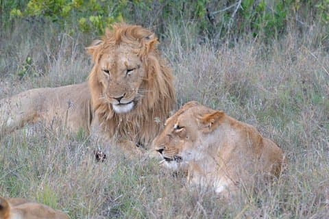 4 dage, 3 nætter Premium luksus tur til Masai Mara Game Reserve