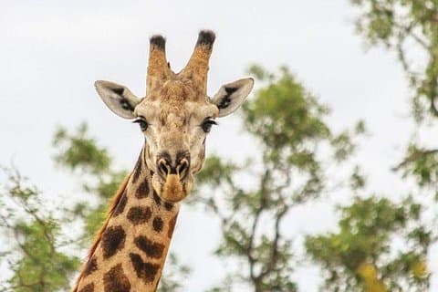 Aventura de 3 dias nas Cataratas Vitória e Safari