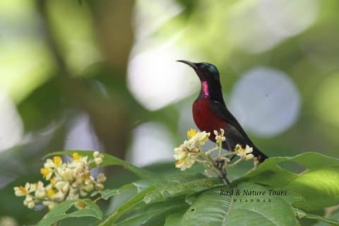 Tour di birdwatching di mezza giornata a Yangon
