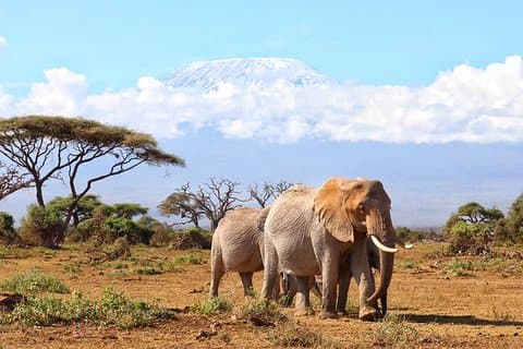 6 Tage Masai Mara-Lake Nakuru über Lake Naivasha-Amboseli 4x4 Jeep Safari