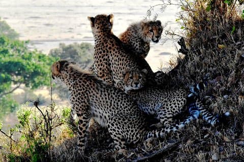 2 Tage Lake Nakuru Safari