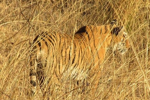 Ranthambore Expérience le même jour