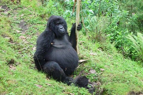 3 dages Gorilla-vandring fra Kampala