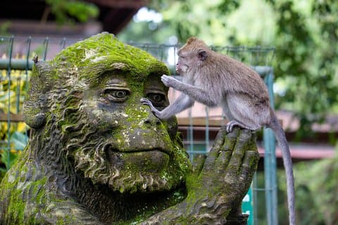 Tour di mezza giornata a Ubud: Ubud Unique Spots