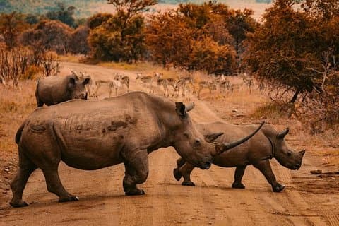 Rhino And Lion Feeding Experience