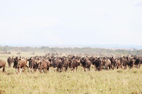 Orme della Migrazione del Serengeti di 9 giorni Safari in Tanzania