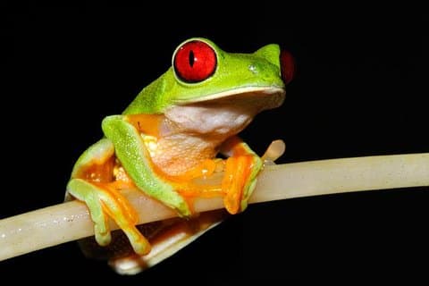 Frog ser natvandring