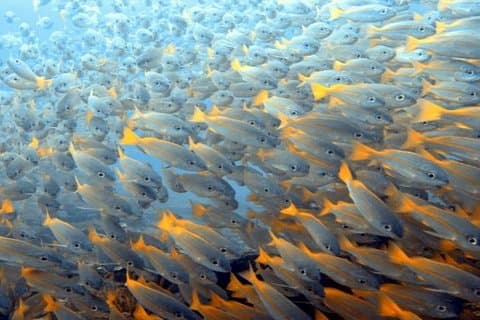 Curso Avançado de Mergulhador em Água Aberta da PADI