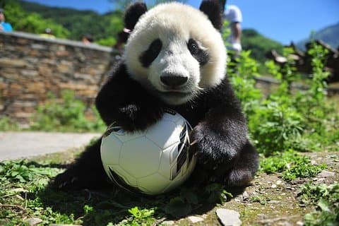 En dagstur med naturreservatet i Wolong Panda