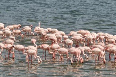 1日マニヤーラ湖日帰り旅行